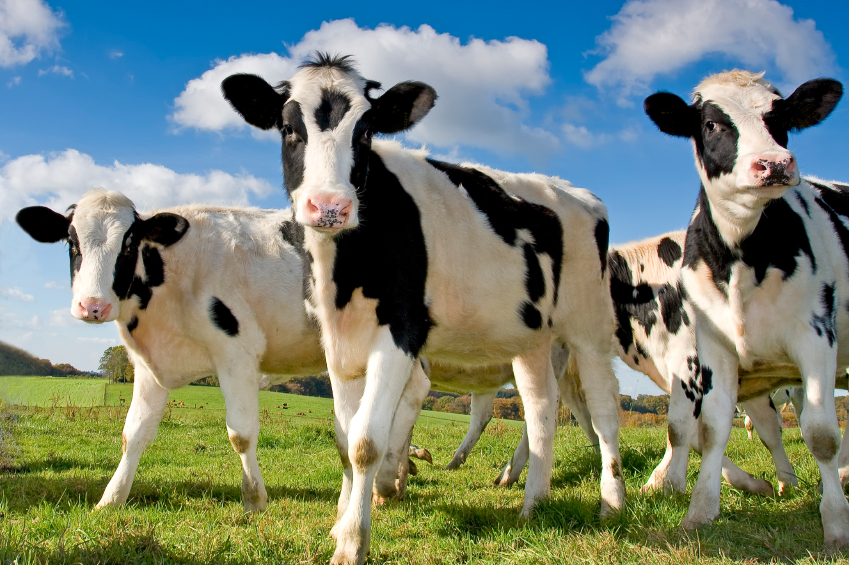 cows feed