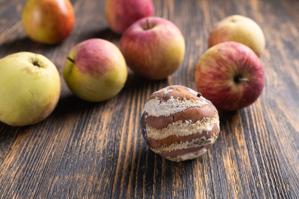 food spoilage apple Galactic